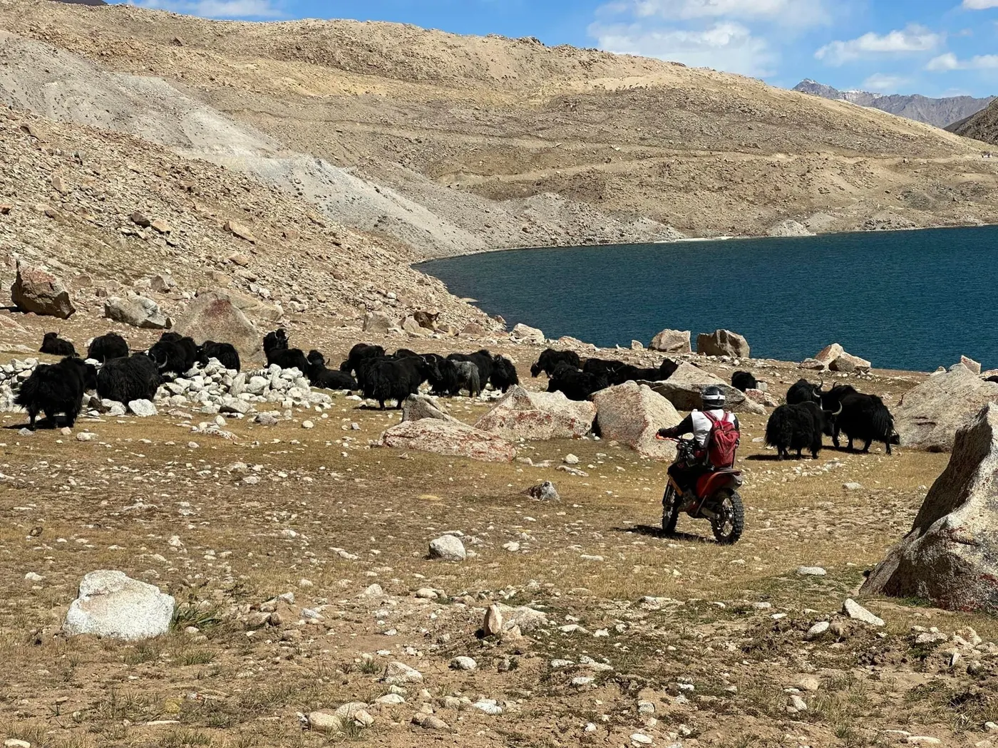 Pilote croisant un troupeau de yaks au bord d'un lac d'altitude