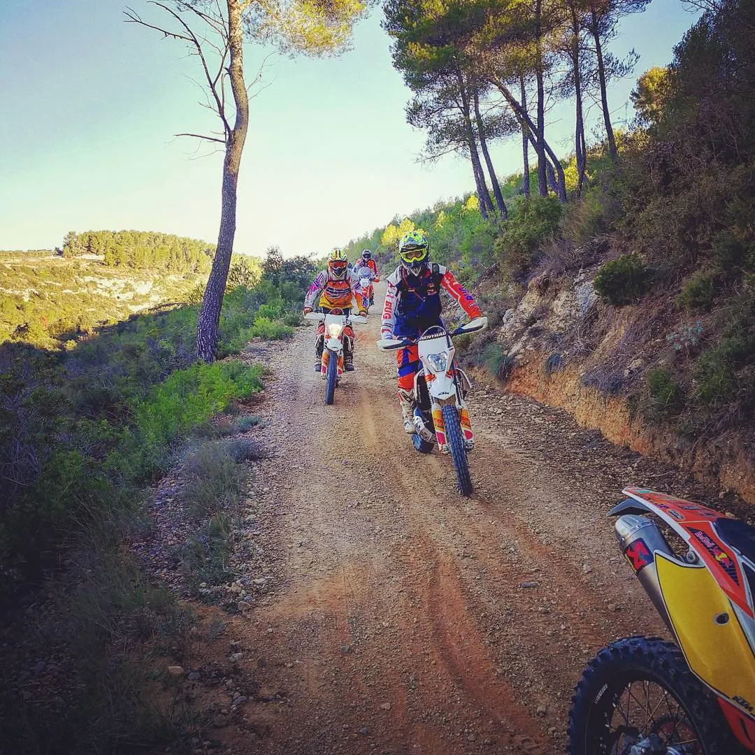 File de pilotes sur une piste forestière